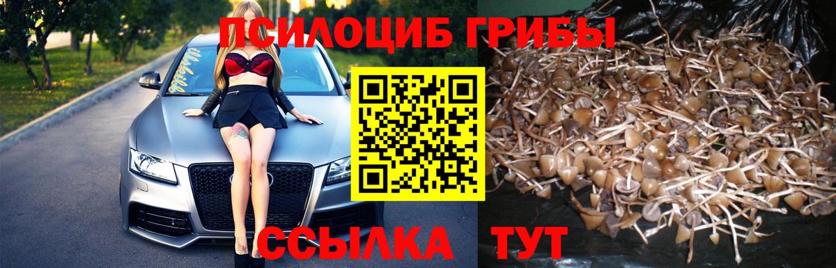 Пушкино  Галлюциногенные грибы GOLDEN TEACHER  как найти закладки  Вход с VPN 